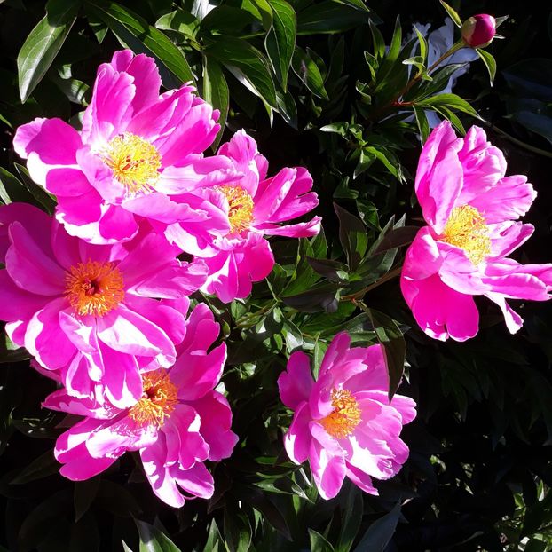  - Flori de grădină-2021