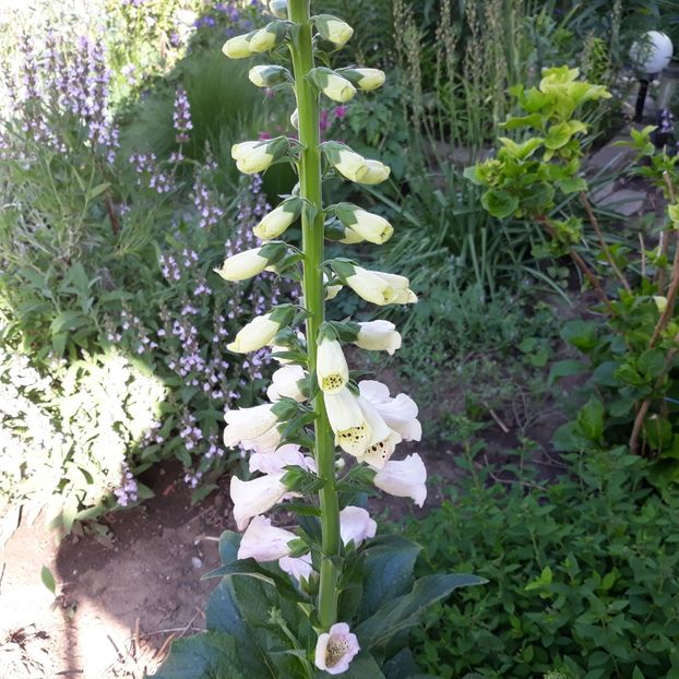  - Flori de grădină-2021