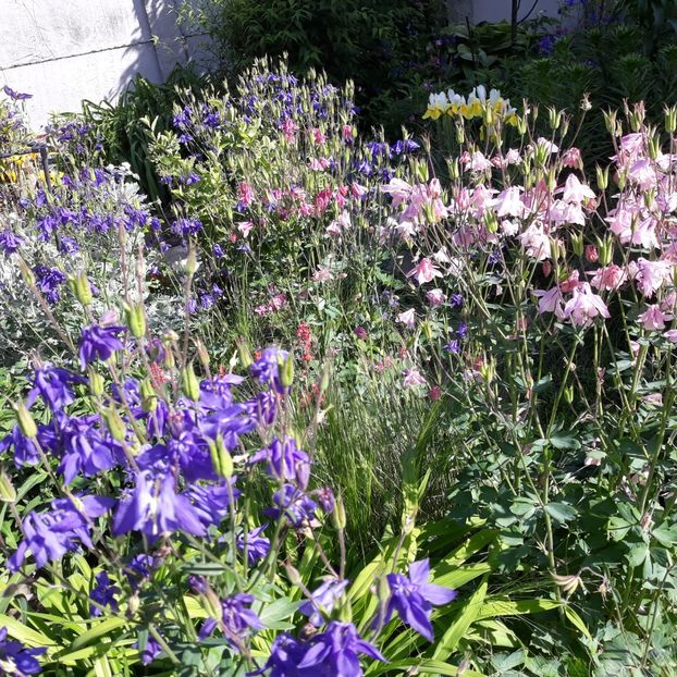  - Flori de grădină-2021