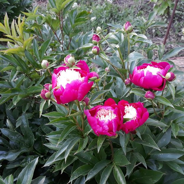  - Flori de grădină-2021