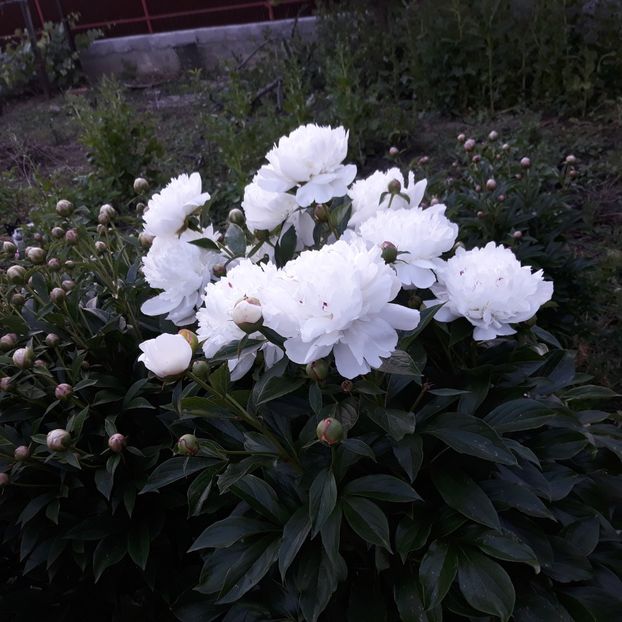  - Flori de grădină-2021