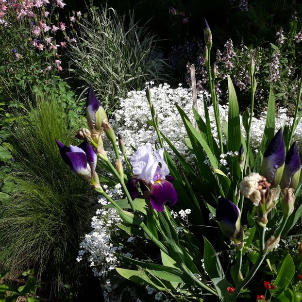  - Flori de grădină-2021