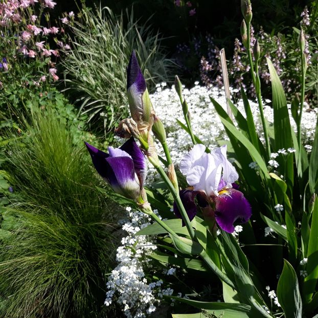  - Flori de grădină-2021