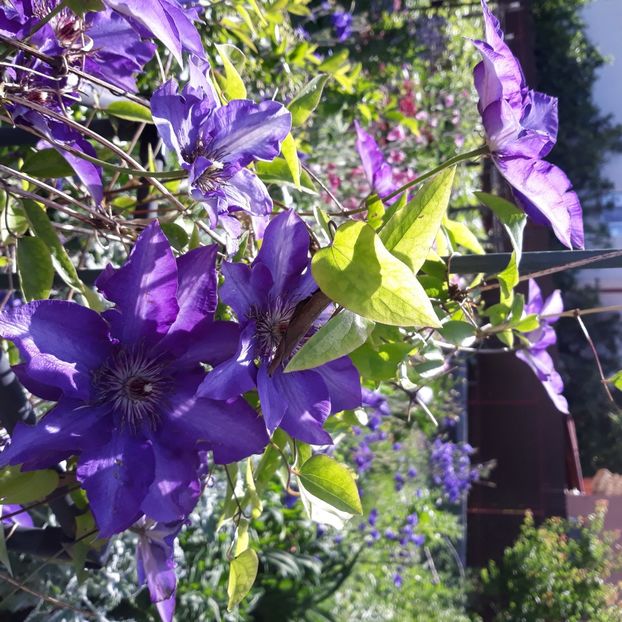  - Flori de grădină-2021