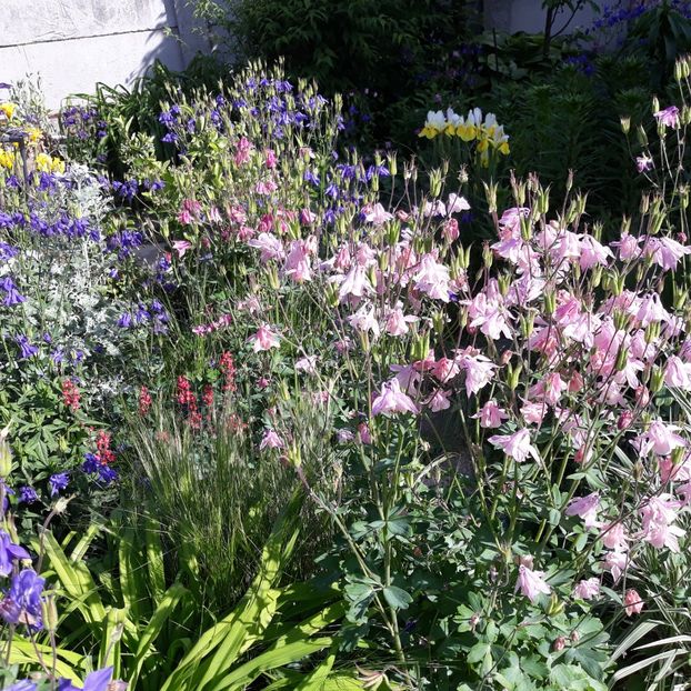  - Flori de grădină-2021