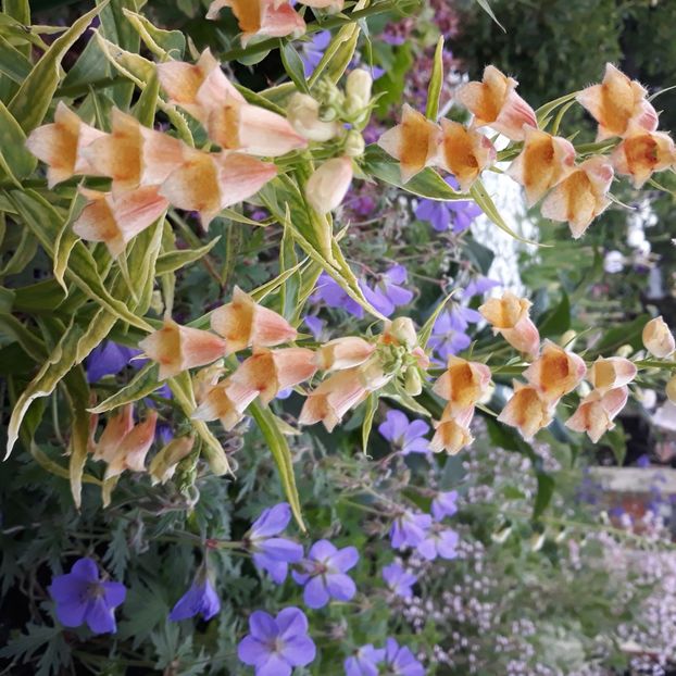  - Flori de grădină-2021