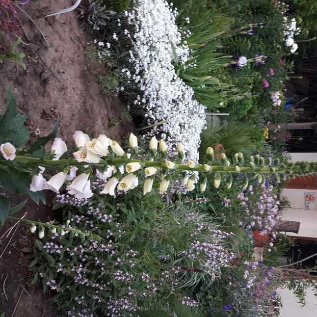  - Flori de grădină-2021