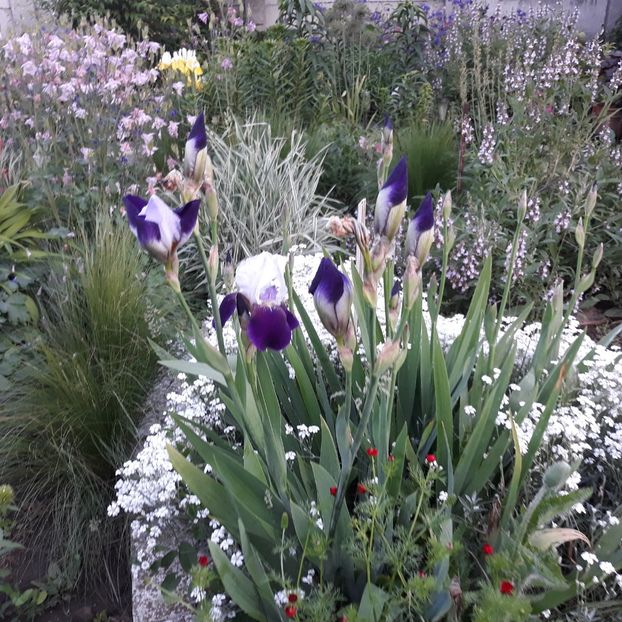  - Flori de grădină-2021