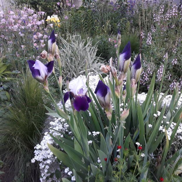  - Flori de grădină-2021