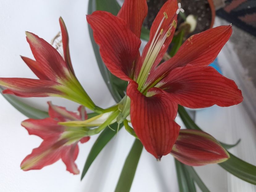 Amaryllis Red Beauty - Amaryllis Red Beauty