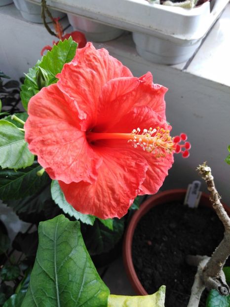  - HIBISCUS 2021