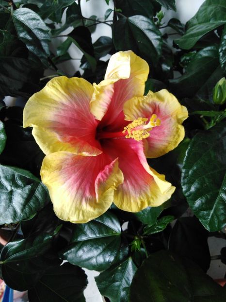  - HIBISCUS 2021
