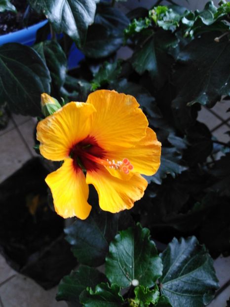  - HIBISCUS 2021