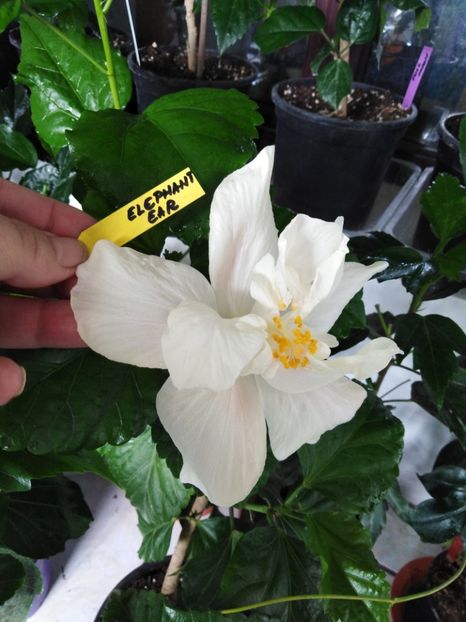  - HIBISCUS 2021