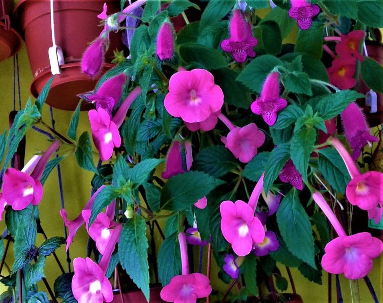 20210527_102342-x - Colectia mea de achimenes Primul achi inflorit 2021