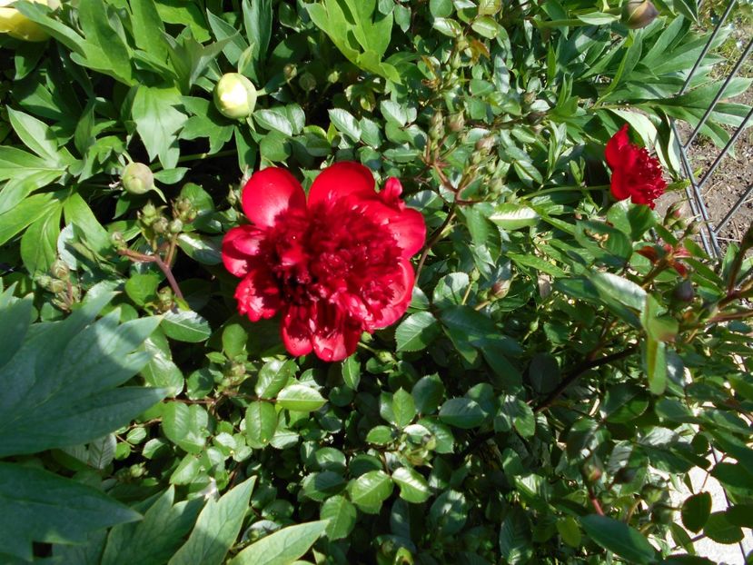 red charm - 2021