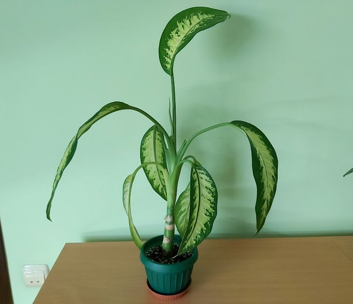 9.01 - Dieffenbachia si alte plante verzi 2021