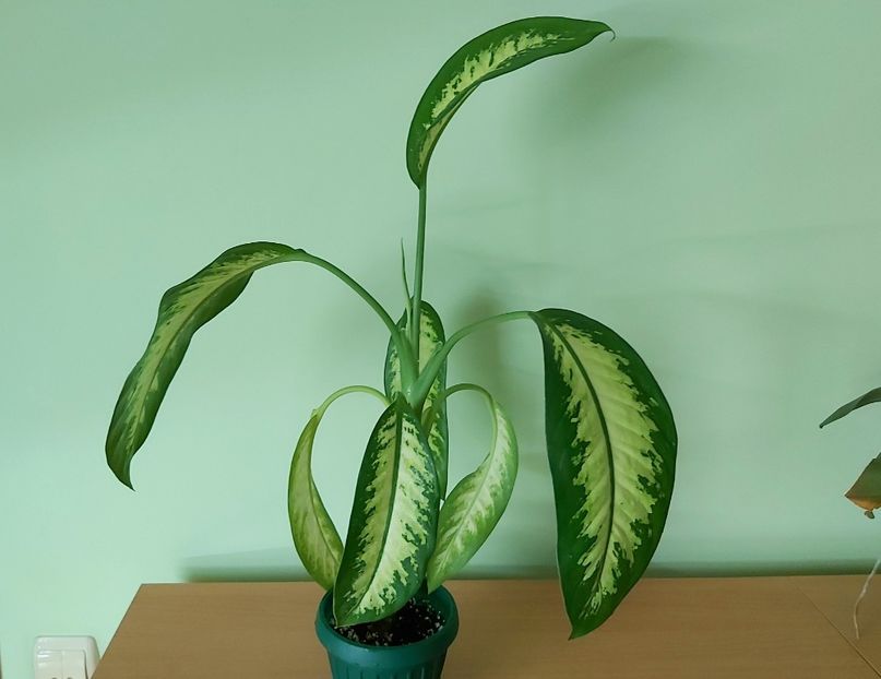  - Dieffenbachia si alte plante verzi 2021