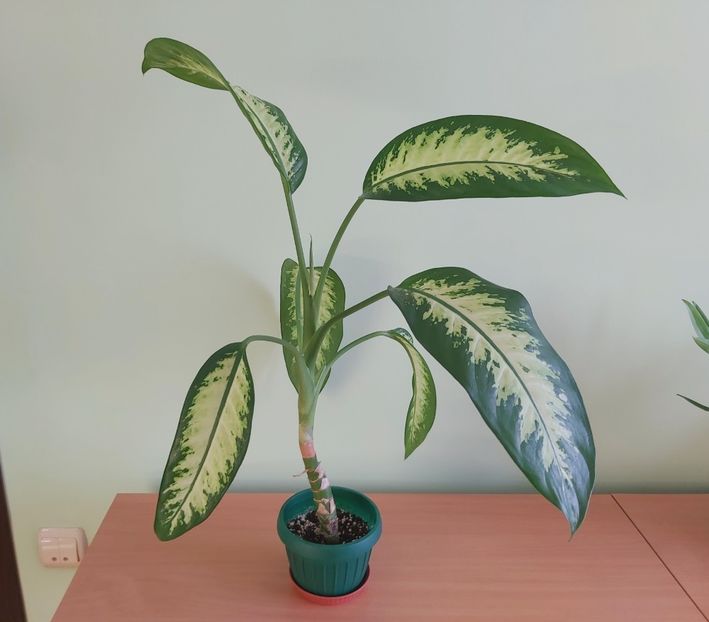  - Dieffenbachia si alte plante verzi 2021