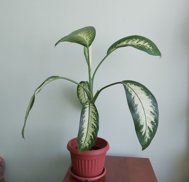 6.04 - Dieffenbachia si alte plante verzi 2021