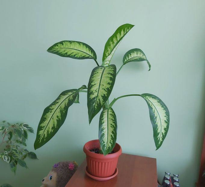 24.05 - Dieffenbachia si alte plante verzi 2021