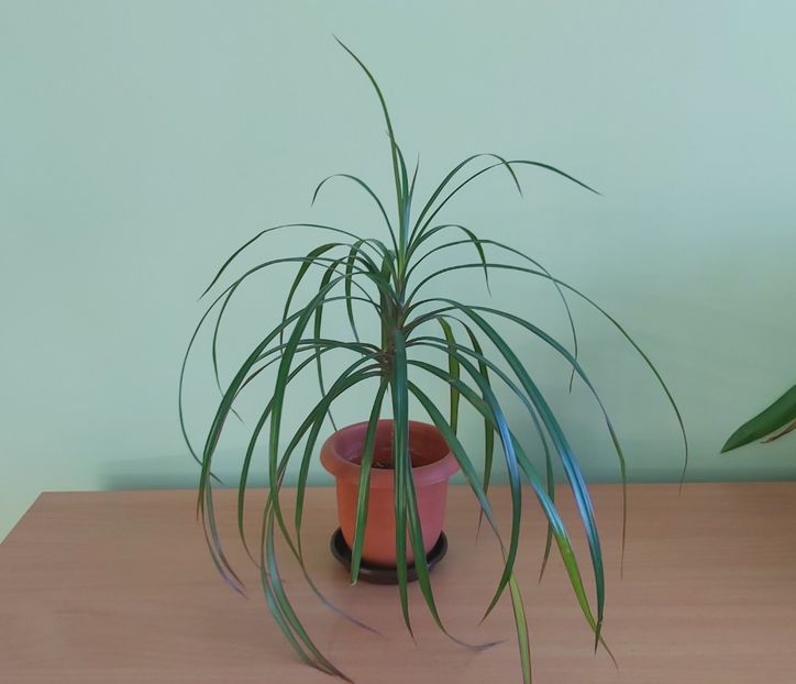 Dracaena marginata - Dieffenbachia si alte plante verzi 2021