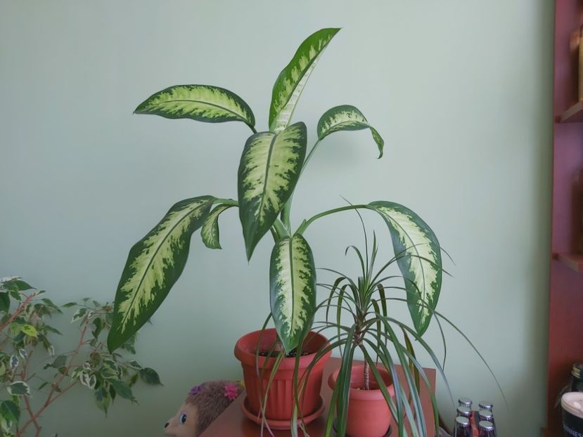  - Dieffenbachia si alte plante verzi 2021