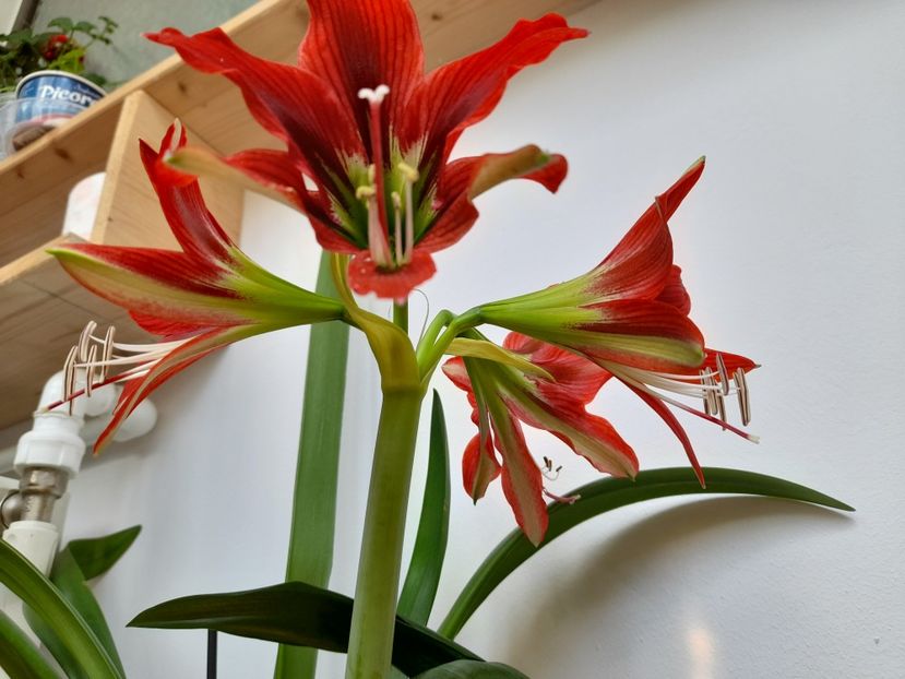  - Amaryllis Red Beauty