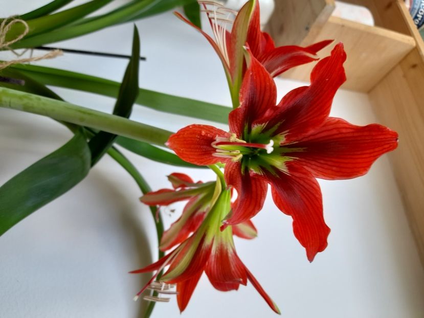  - Amaryllis Red Beauty