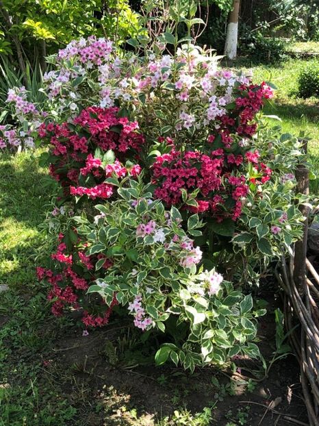 WhatsApp Image 2021-05-29 at 13.42.28 (15) - 04 Roman 29 05 2021