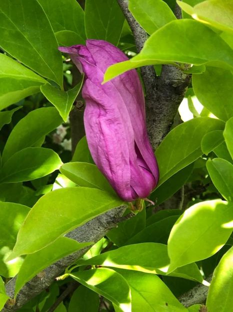 WhatsApp Image 2021-05-29 at 13.42.28 (21) - 04 Roman 29 05 2021