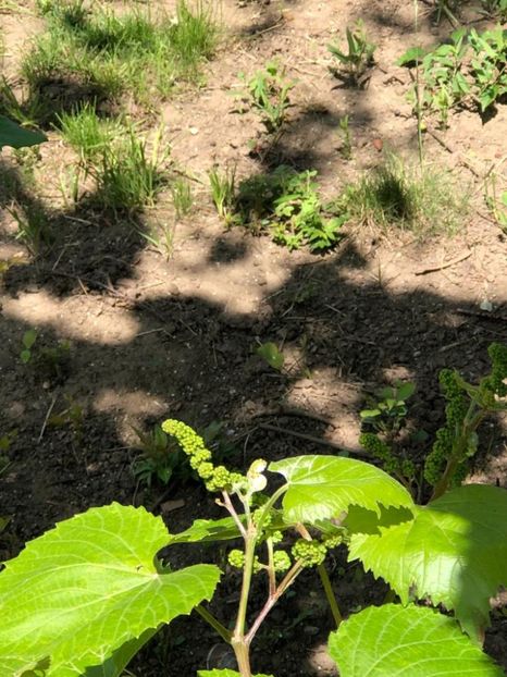 WhatsApp Image 2021-05-29 at 13.42.28 (22) - 04 Roman 29 05 2021