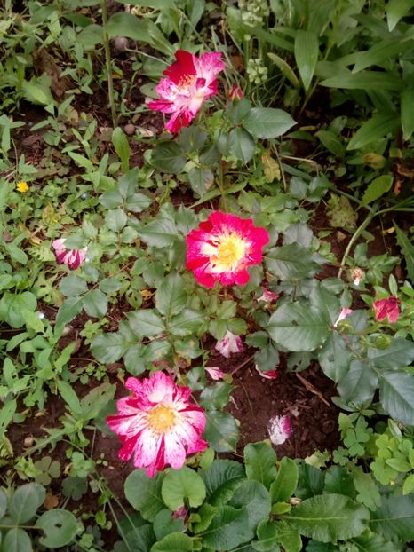  - Crazy for You - Fourth of july