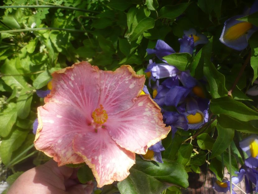 29.05.2021 - HIBISCUSI 2021-1