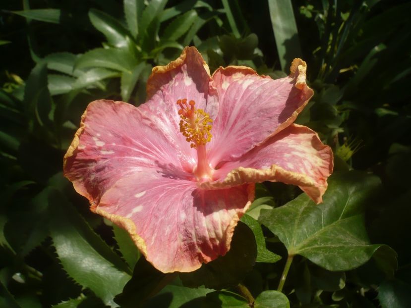 P1480382 - HIBISCUSI 2021-1