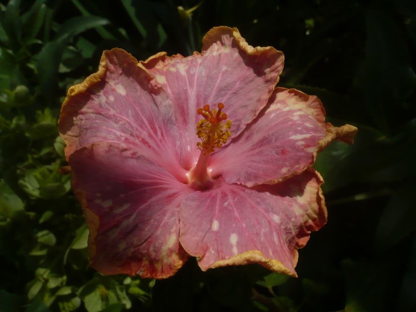 P1480383 - HIBISCUSI 2021-1