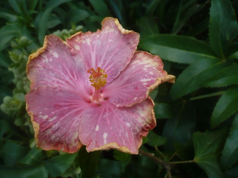 P1480384 - HIBISCUSI 2021-1