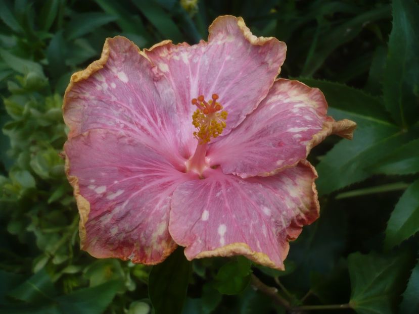 P1480385 - HIBISCUSI 2021-1