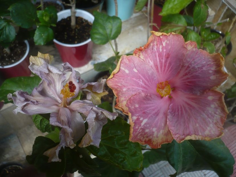 P1480386 - HIBISCUSI 2021-1