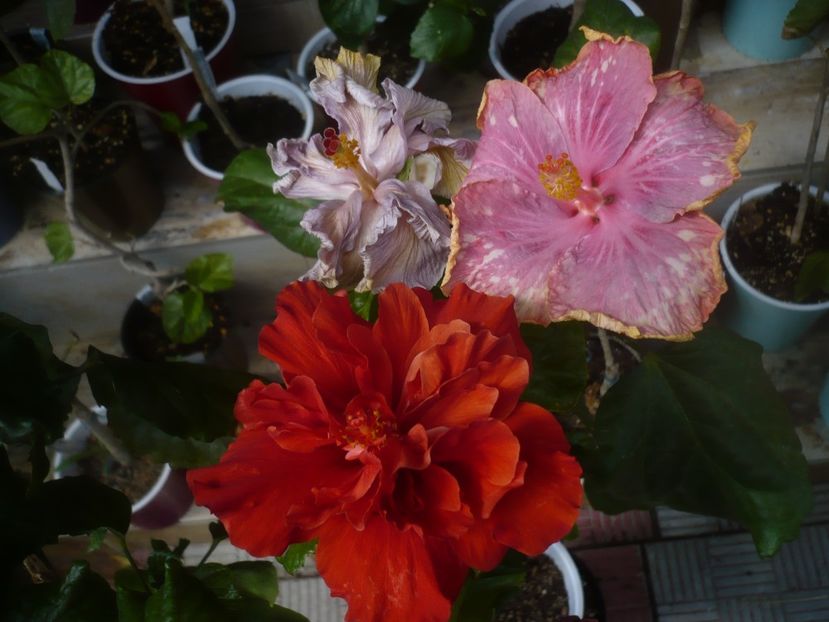 P1480387 - HIBISCUSI 2021-1