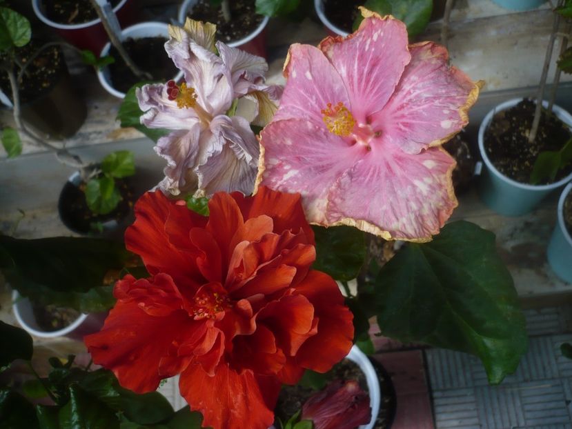 P1480389 - HIBISCUSI 2021-1