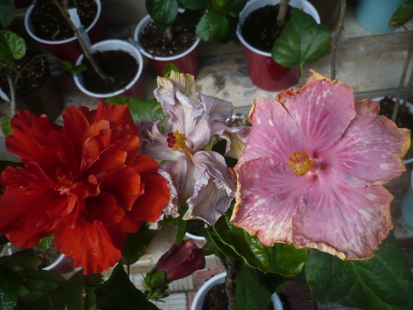 P1480390 - HIBISCUSI 2021-1