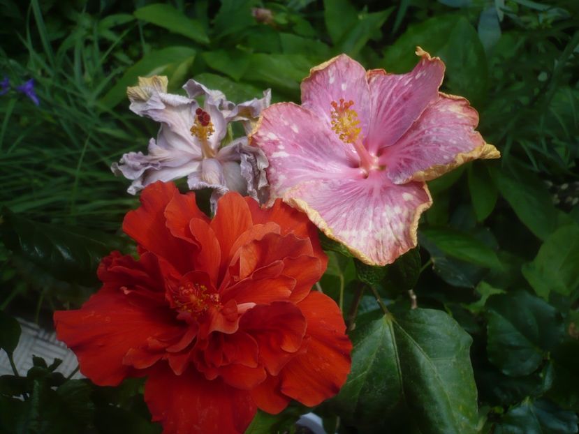 P1480393 - HIBISCUSI 2021-1