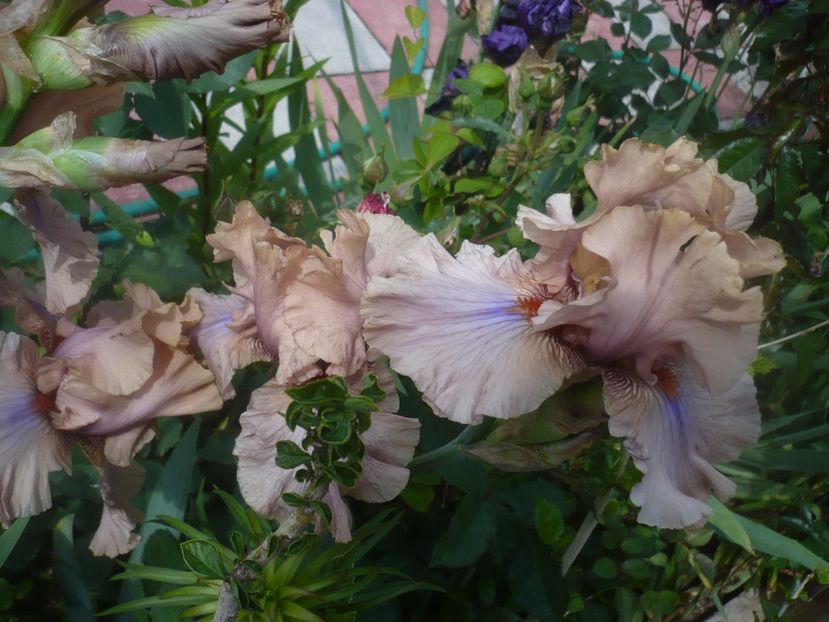 29.05.2021 - GRADINA 2021-2