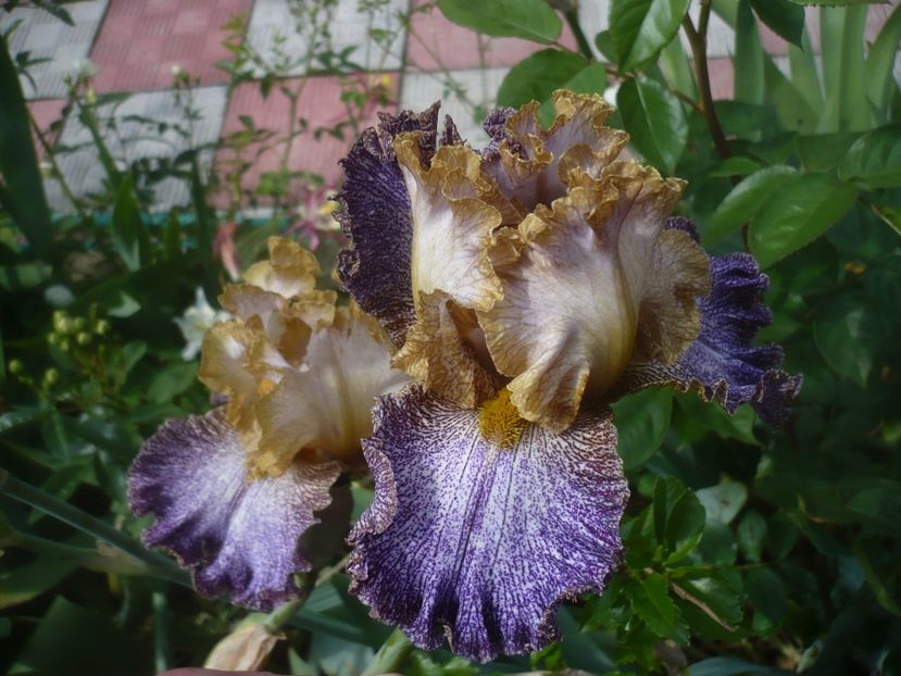 P1480396 - GRADINA 2021-2