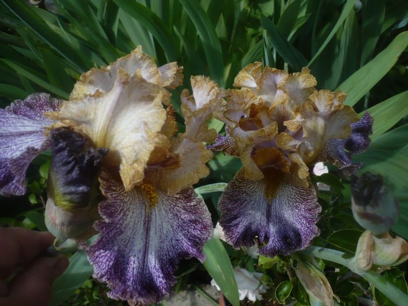 P1480397 - GRADINA 2021-2