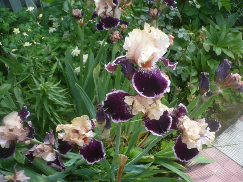 P1480399 - GRADINA 2021-2