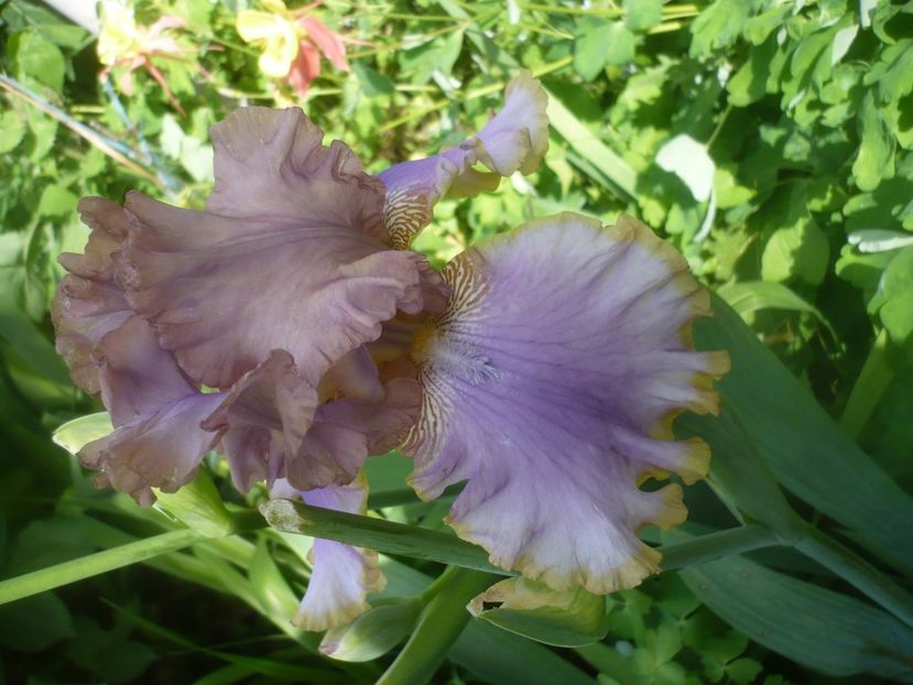 P1480400 - GRADINA 2021-2