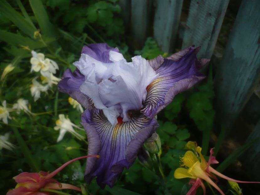 P1480401 - GRADINA 2021-2