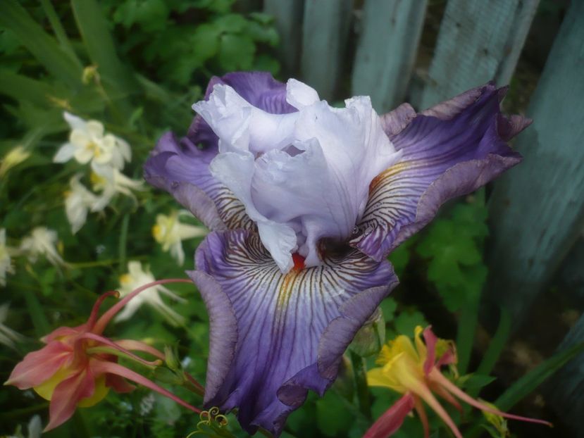 P1480402 - GRADINA 2021-2